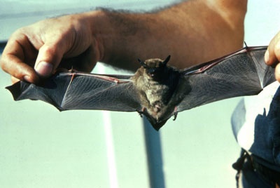 Bats being held