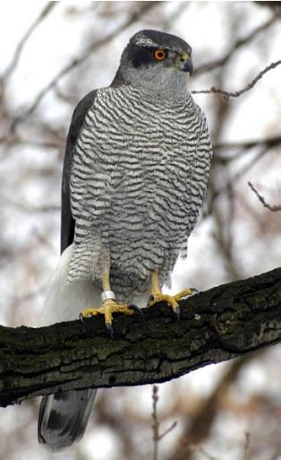 Northern Goshawk