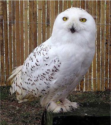 Snowy Owl