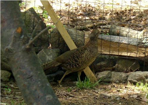 Female Red Golden Pheasant