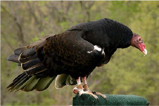 Turkey Vulture