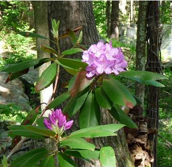 Rhododendron