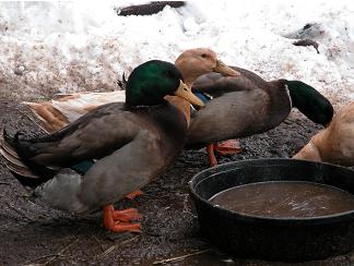 some ducks