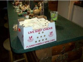 Boxed Chicks