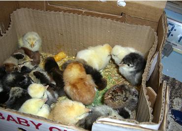 2009 chicks