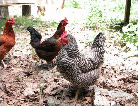 Chickens of 2006