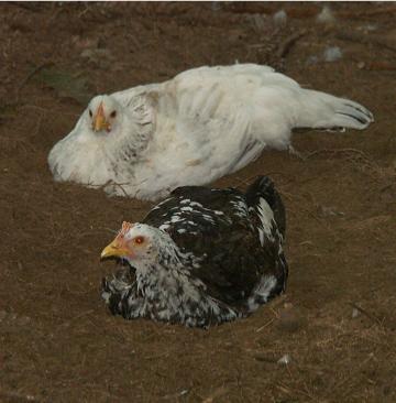 Chickens of 2006