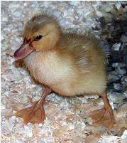 new duckling