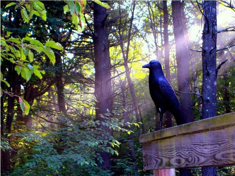 Magical Crow
