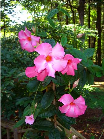 Haedy Hibiscus