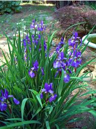 Japanses Iris