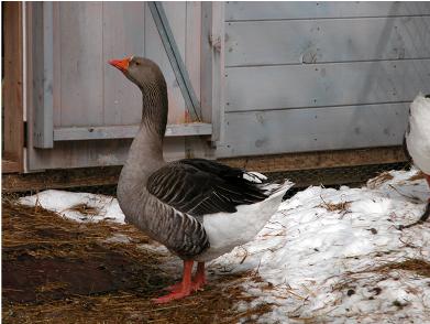 african geese