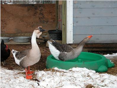 african geese