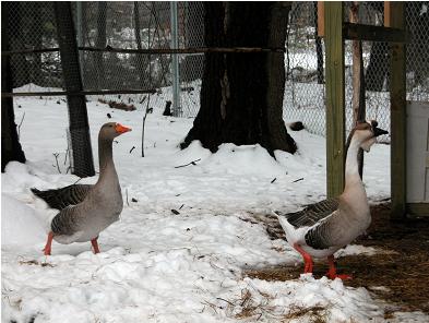 african geese