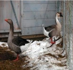 african geese
