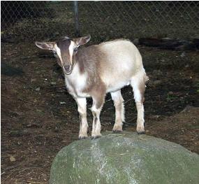 Nigerian Dwarf Goats 2