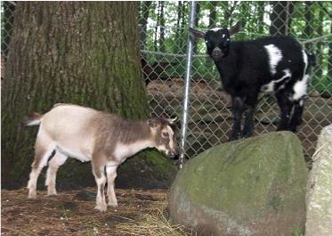Nigerian Dwarf Goats 3