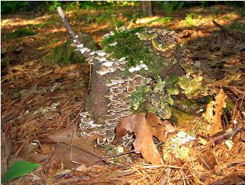 Tree Stump Mushrooms