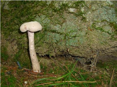 The Lone Mushroom