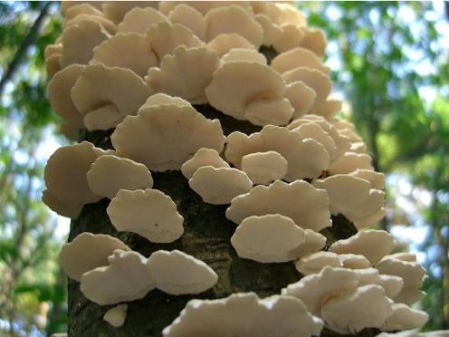 Tree covering Mushroom