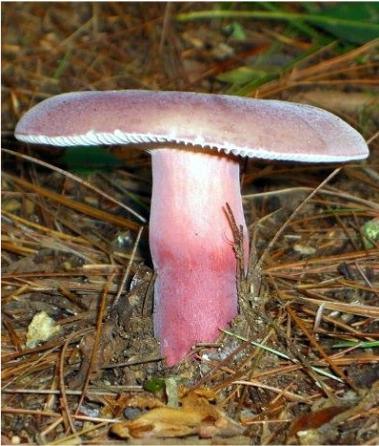 Wide Mushroom