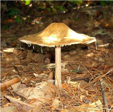 Mushroom5