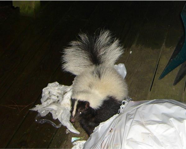 skunk