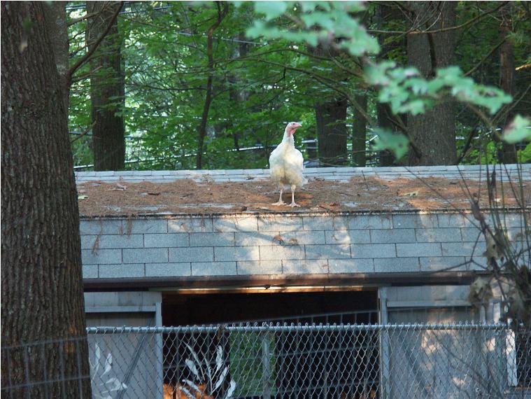 White Turkey