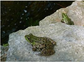 frogs in/aroud pond