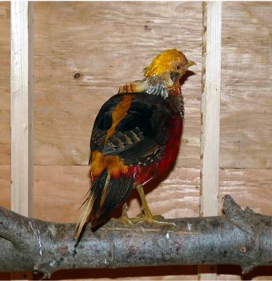 Male Red Golden Pheasant