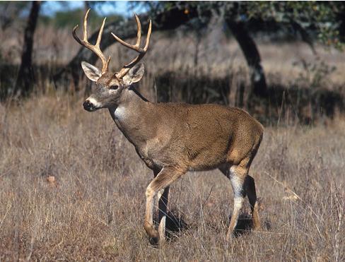 Large Buck