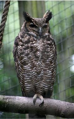 Great Horned Owl