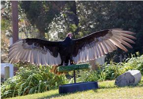 Turkey Vulture