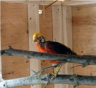 Male Red Golden Pheasant