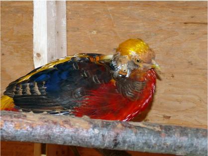 Male Red Golden Pheasant