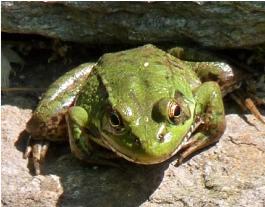 frogs in/aroud pond 3